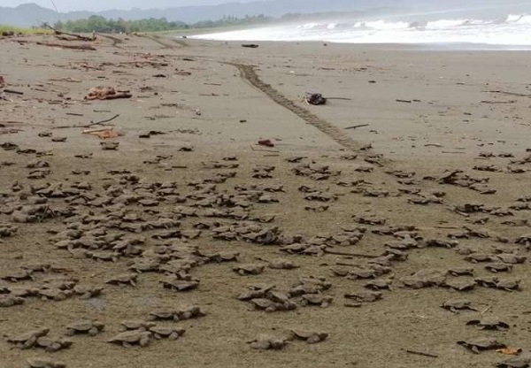 Zona de Anidación Natural Protegida en el Refugio de –Vida Silvestre Isla Caña en la provincia de Los Santos.