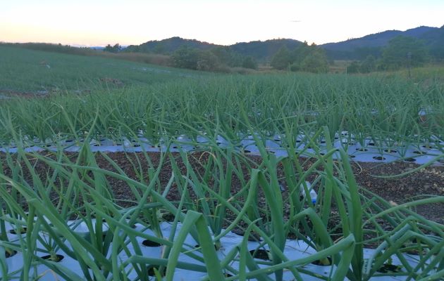 La siembra de productos se da para los meses de marzo y abril por lo cual urge que se efectúe la reunión con el titular del Mida. Foto: José Vásquez