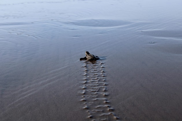 Las estadísticas dan cuenta que durante el 2020 se detectaron 383 nidos de tortugas marinas. Foto: Cortesía MiAmbiente