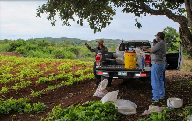 Los productores venden al programa Panamá Solidario. Cortesía