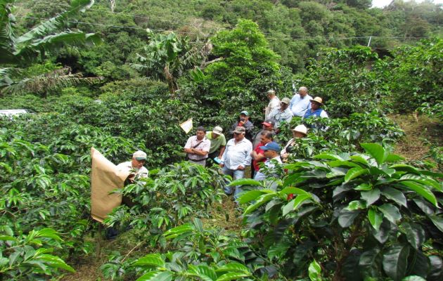  La cosecha de café inicia el próximo 1 de diciembre y se extiende hasta el mes de abril del año 2022. Foto: José Vásquez