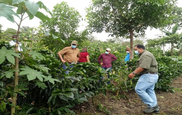 En unas 50 hectáreas se sembraron 165,000 plantones de café, junto a cercas vivas para proteger las fuentes hídricas, las áreas de reforestación y regeneración natural existentes. Foto: José Vásquez