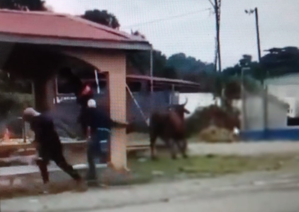 Al parecer el toro se escapó de un matadero cercano a la parada. Foto: Mayra Madrid