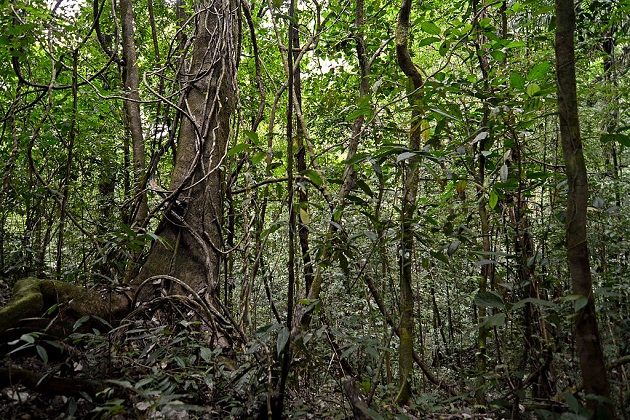 El Parque nacional Soberanía es una de las Áreas de Conservación y Vida Silvestre Protegidas por MiAmbiente. Foto: Cortesía MiAmbiente 