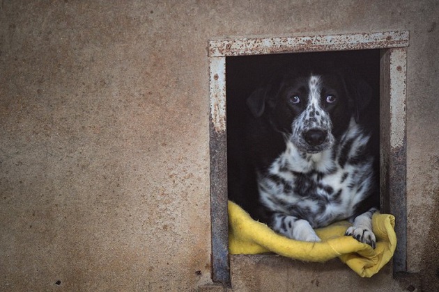 La actual ley de protección animal surcoreana busca prevenir la crueldad en la cría y sacrificio de perros, pero no prohíbe su consumo. Foto: EFE