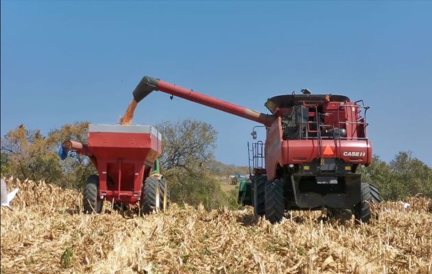 Son 84 productores de maíz los que recibirán este pago. Foto: Cortesía Mida