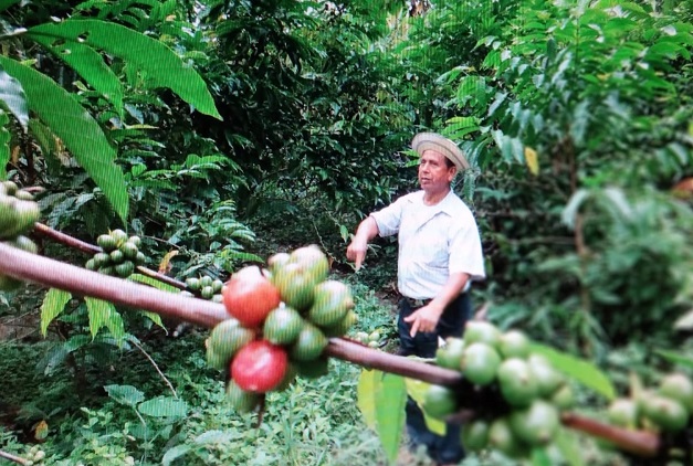 Desde el 2009, la ACP apoya la producción de café en Capira y otras regiones de la cuenca. Foto: Eric A. Montenegro. 