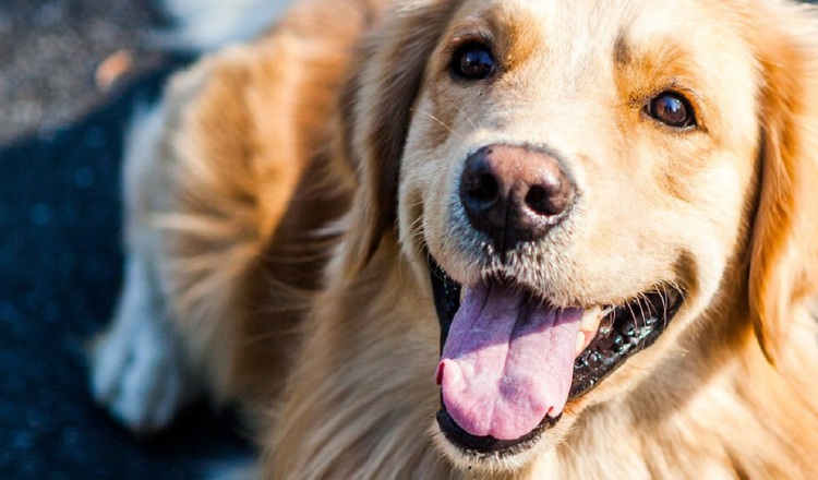  El perro necesita de muchos cuidados cuando sale a pasear después  de la  lluvia. Foto:Pixabay