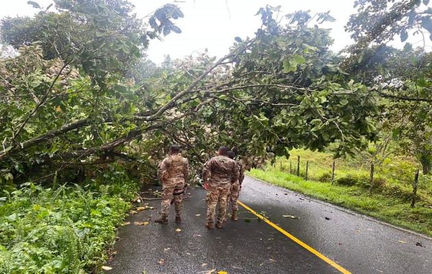 Debido al fuerte temporal también hubo caída de árboles. Foto: Diomedes Sánchez