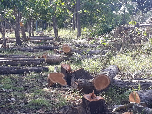 Terra Viva Investment, cuyo propietario de Roberto Eisenmann (hijo), procedió sin haber tenido autorización o un estudio de impacto ambiental aprobado. Foto: Cortesía