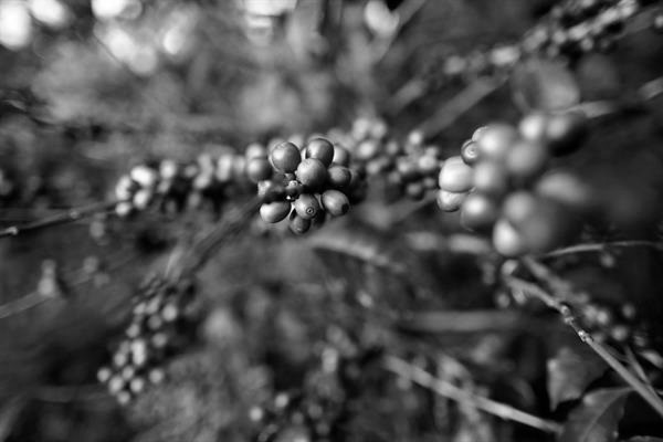 Planta de café Geisha en Boquete, a las faldas del volcán Barú, en la provincia de Chiriquí. Para el chiricano, su símbolo de identidad es el volcán Barú, la cima más alta del Istmo. Foto: Archivo. Epasa.