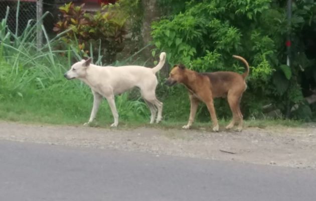 En toda la provincia se han detectado entre 200 a mil perros en soltura que ante la falta de alimento atacan a terneros y animales de corral. Foto: Thays Domínguez