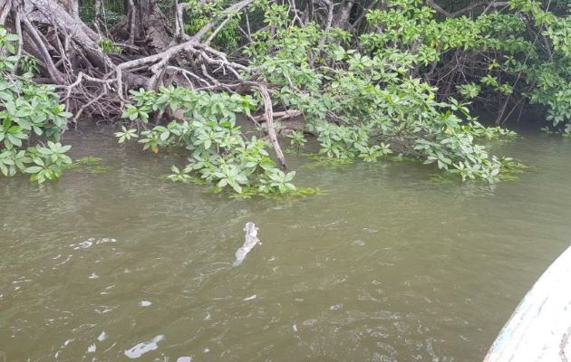  Hubo evidencias de peces muertos de las especies conocidas como: pez globo, congo, puerca y macana. Foto: Cortesía MiAmbiente