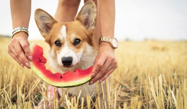 Las frutas que pueden ofrecerles a su mascota son: sandia, manzana y piña. Foto: Ilustrativa / Pixabay