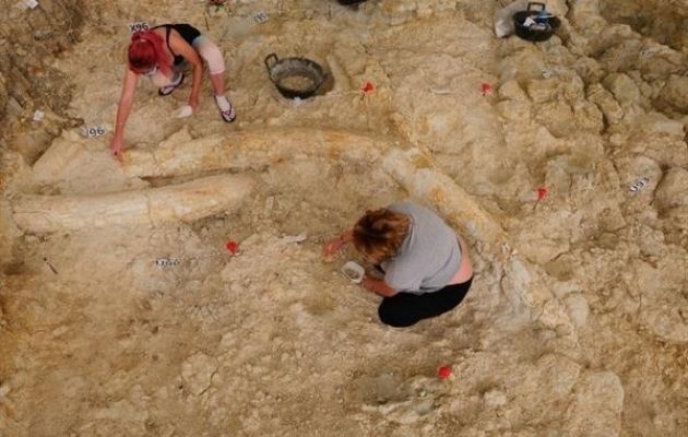 Vista de las defensas de mamuts meridionales encontradas en el yacimiento de Fuente Nueva 3. EFE