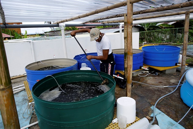 Un biólogo limpia tanques donde se estudian los pepinos de mar en las instalaciones de PanaSea. Foto: EFE