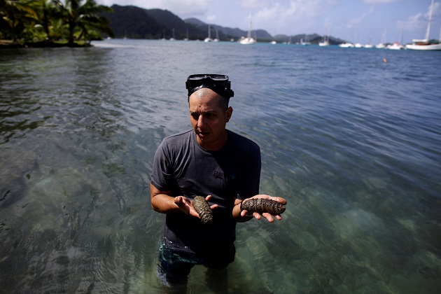 El biólogo Daniel Velarde muestra pepinos de mar en las costas caribeñas de Panamá. Foto: EFE
