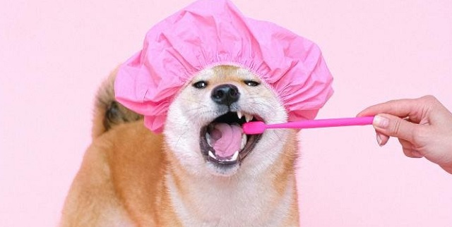  Los dientes se deben cepillar tres veces a la semana. Foto: Ilustrativa / Pexels