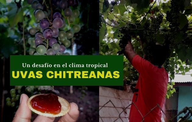 Una frondosa planta de uvas, capaz de producir más de 50 racimos al mes. Foto: Cortesía Miriam De León