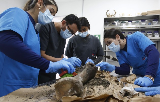 Leidy, un elefante asiático que en su momento llegó a ser considerado el más longevo de su especie. Foto: EFE