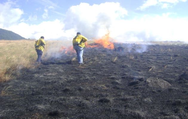 Los Incendios de Masa Vegetal, afectan seriamente a los animales rastreros y a otras especies. Foto. Cortesía MiAmbiente