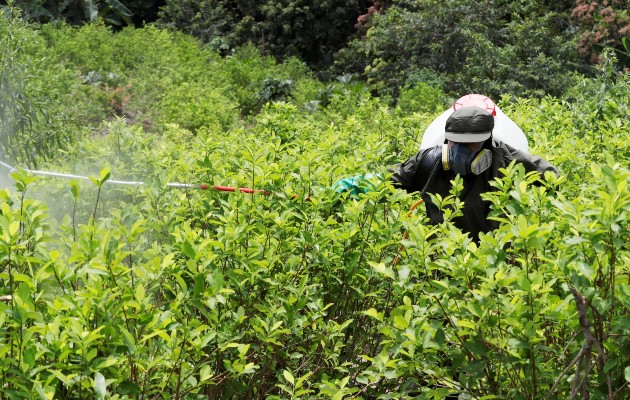 Colombia incautó 659 toneladas de cocaína y destruyó más de 5,700 laboratorios para procesar la droga. Foto: EFE