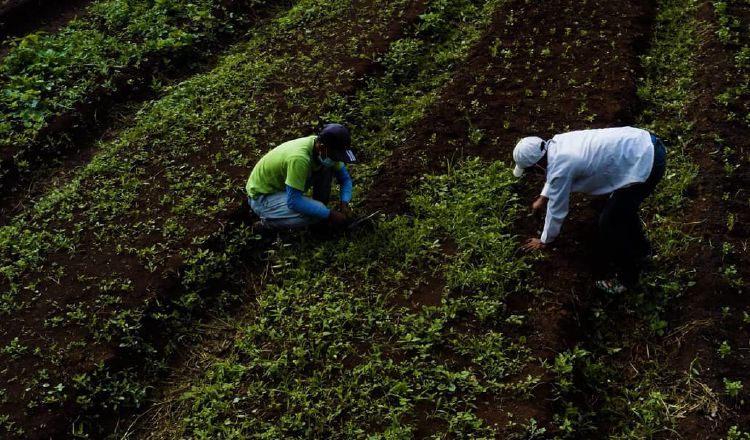 La finca produce gran variedad de rubros. Cortesía