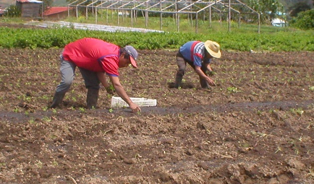 Dean Taylor, vicepresidente de Desarrollo Comercial de la compañía dijo que como líderes en la industria, buscamos continuamente oportunidades para entregar más productos cultivados. Foto: Ilustrativa