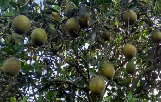 En Toabré cultivan naranja valencia roja.