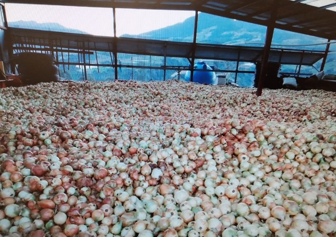 En Tierras Altas se están sembrando más de 1,200 hectáreas de cebolla al año. Foto: José Vásquez 