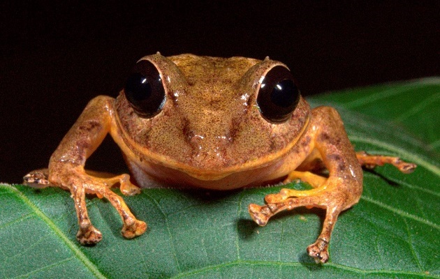 La rana Pristimantis gretathunbergae es buena madre. Foto: Cortesía MiAmbiente