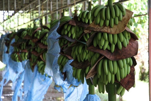 Pese a todas las dificultades, en el año 2021 en Panamá se exportaron 19,780,231 cajas de banano de 18.14 kg cada una, cifra muy parecida al año anterior. Foto: Cortesía