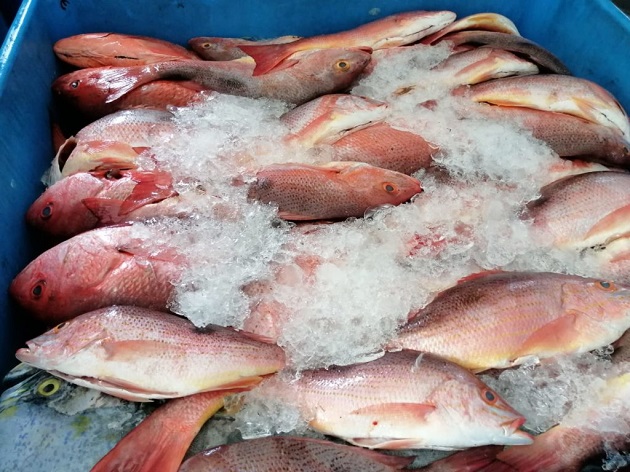 Las exportaciones de pescado y filete de pescado disminuyeron en el 2021 un 6% en relación al 2020, según el Ince. Foto: Cortesía