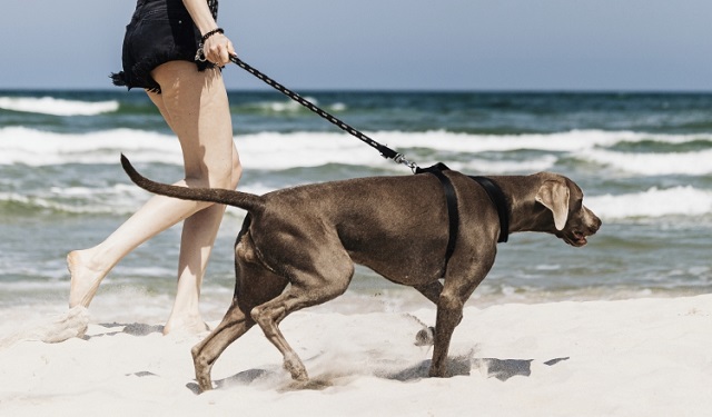 Algunas personas incluyen a sus mascotas en sus planes de verano. Foto: Ilustrativa / Freepik