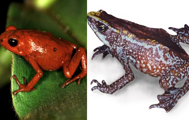 De izquierda a derecha: la rana  venenosa espléndida y la rana arlequín chiricana. Foto: STRI