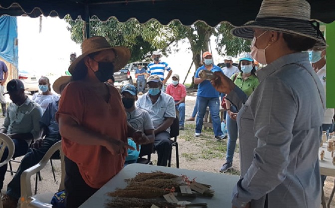 A la fecha se han logrado 194 colectas de semillas de arroz criollo en 66 regiones del país. Foto: Eric A. Montenegro