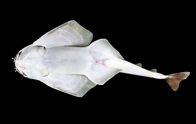  Los Squatina son tiburones de cuerpo plano que se asemejan a las rayas.