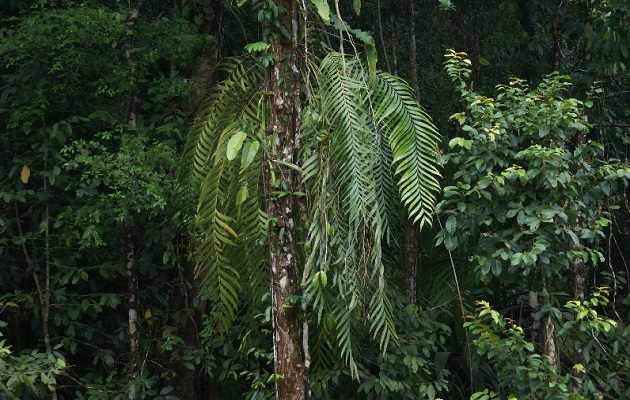 La Zamia pseudoparasitica  es endémica de Panamá. Foto: Herbario de la UP- Alejandro De Sedas