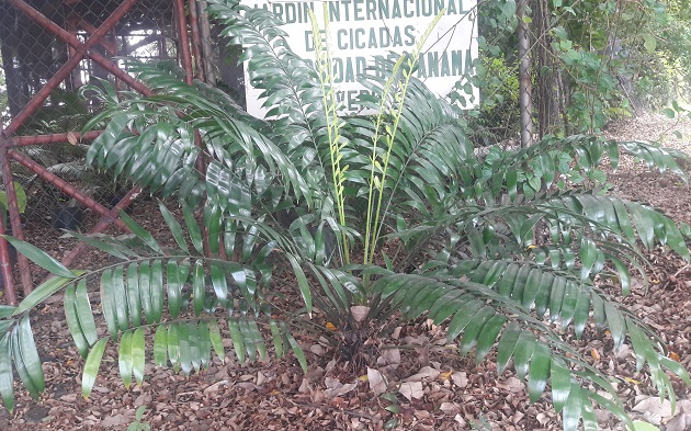 En la Universidad de Panamá hay un jardín de cícadas. Foto: Cortesía UP