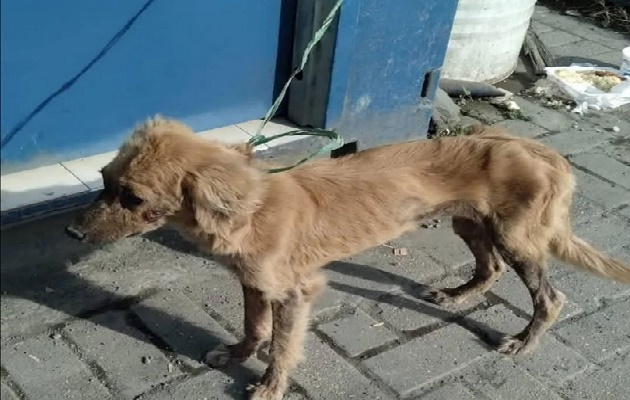 La perrita estaba en el contenedor sin agua ni comida. Foto. Diomedes Sánchez