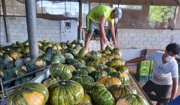 El año agrícola (2020-21) en términos generales ha sido favorable. Cortesía