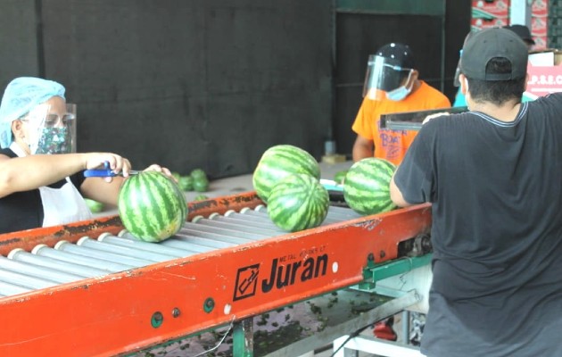 Unas cuatro empresas están dedicadas al embalaje, transporte y exportación de sandia desde la provincia de Herrera. Foto. Thays Domínguez