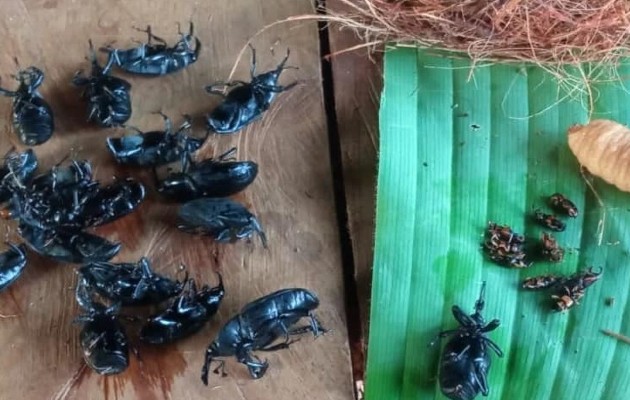 Trampas artesanales con feromonas con insectos capturados. Foto: Diomedes Sánchez 