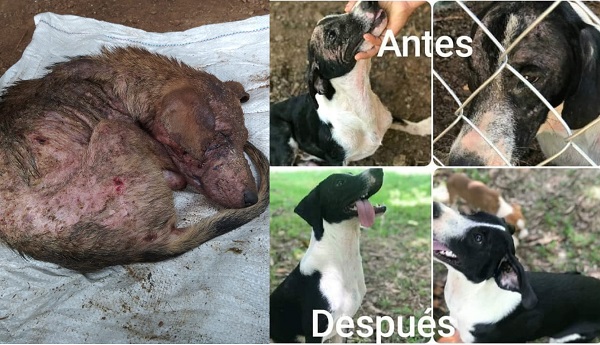 Los cambios y avances de las mascotas son evidentes. Los cambios y avances de las mascotas son evidentes.