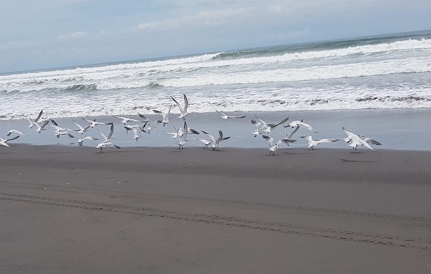 En Panamá se han identificado algunas zonas con potencial para la energía oceánica. Foto: Cortesía