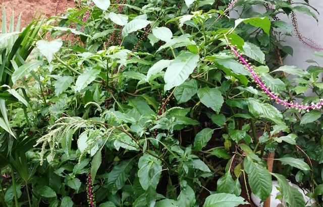 Planta de jiraca. Foto: Cortesía