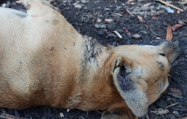Unos 19 perros ya han muerto en las garras de estos animales silvestres. Foto: Melquiades Vásquez.