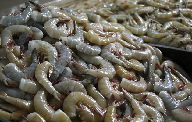 En Panamá hay dos periodos de veda del camarón. Foto: Cortesía Arap