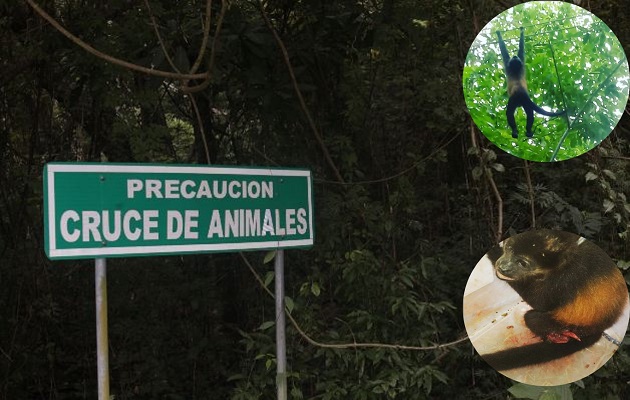 Los monos son los más afectados por la fragmentación de los bosques. Foto: Cortesía