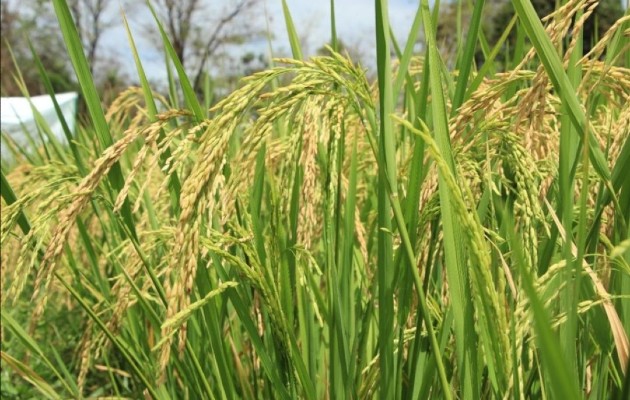 Loas productores de arroz precisan que no sienten una postura clara por parte del gobierno para garantizar el abastecimiento de los insumos necesarios para que se realice en su totalidad el ciclo agrícola 2022-2023. Foto. Thays Domínguez